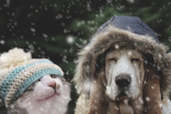 Winter Care for Outside Pets