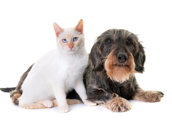 Pet Cancer Awareness