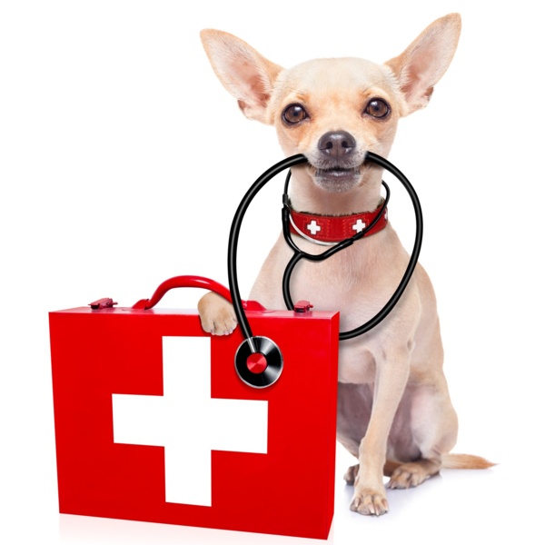 Pet First Aid Awareness