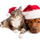 Holiday Pet Safety Tips