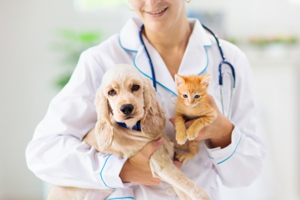 Benefits of Spaying and Neutering Your Pet