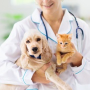 Benefits of Spaying or Neutering Your Pet