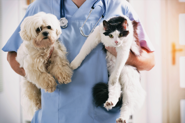 Caring For Your Pet