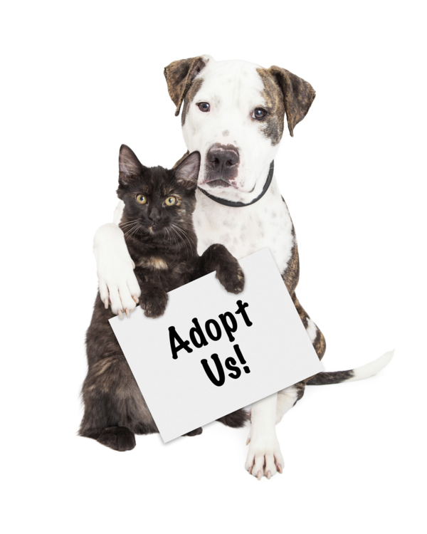 Adopt - Animal Services