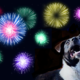 July 4th and Pets